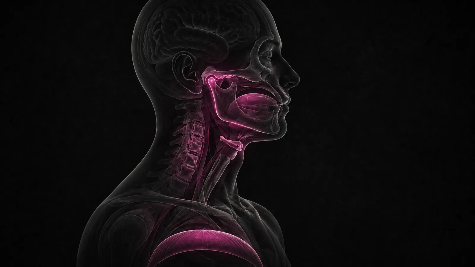 Relación anatómica entre mandíbula, lengua, cuello y respiración.